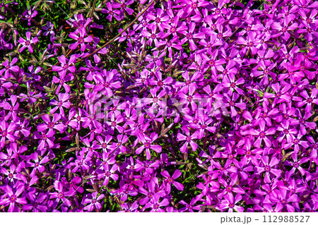 Purple-pink moss phlox flowers are blooming. The Latin name of this moss phlox is Phlox subulate. Purple-pink moss phlox flowers are blooming. The Latin name of this moss phlox is Phlox subulate. 112988527