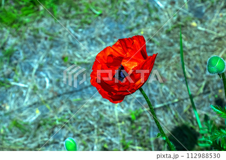 Oriental poppy flower Oriental poppy flower 112988530