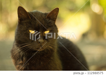 見つめる猫 112988575