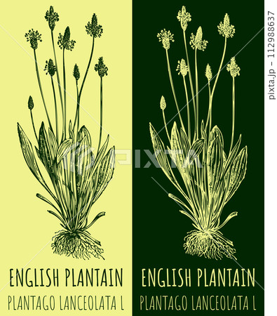 Vector drawings ENGLISH PLANTAIN. Hand drawn illustration. Latin name PLANTAGO LANCEOLATA L. 112988637