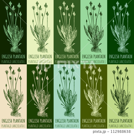 Set of vector drawing of ENGLISH PLANTAIN in various colors. Hand drawn illustration. Latin name PLANTAGO LANCEOLATA L. Set of vector drawing of ENGLISH PLANTAIN in various colors. Hand drawn illustration. Latin name PLANTAGO LANCEOLATA L. 112988638
