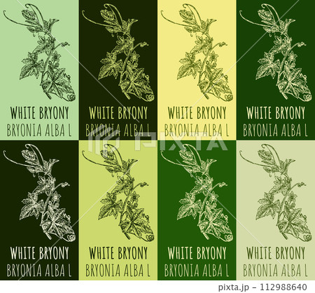 Set of vector drawing of WHITE BRYONY in various colors. Hand drawn illustration. Latin name BRYONIA ALBA L. 112988640