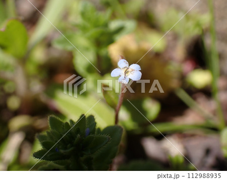 春に咲く小さな白いキュウリグサの花 春に咲く小さな白いキュウリグサの花 112988935