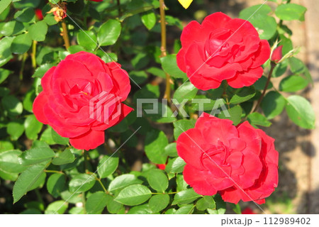 公園に咲き誇る秋バラ（赤色、八重咲き、接写） 112989402