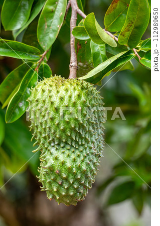 ゴールデンサワーソップ苗(Annona muricata) オーガニック