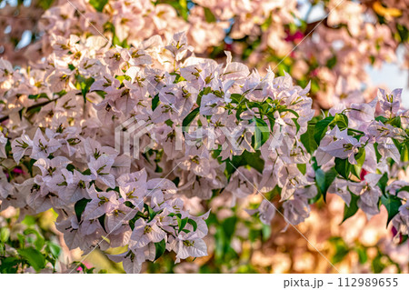 Bougainvillea buttiana, flowering plant, Barichara Santander department, Colombia 112989655