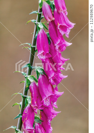 Digitalis thapsi flower, called mullein foxglove. Flowering plant in the genus Digitalis. Cundinamarca Department, Colombia 112989670