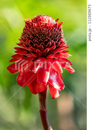 Etlingera elatior, flower known as torch ginger, torchflower, or wild ginger. Santander department, Colombia 112989673