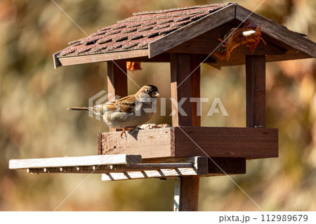 House sparrow (Passer domesticus) in bird feeder in winter garden. European bird wildlife, Czech republic House sparrow (Passer domesticus) in bird feeder in winter garden. European bird wildlife, Czech republic 112989679