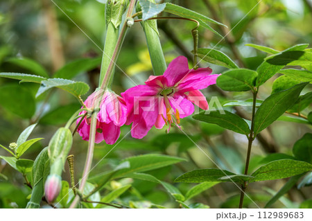 Passiflora tripartita, flower species of Passiflora. Cundinamarca Department, Colombia 112989683
