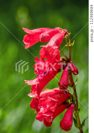 Penstemon hartwegii, common name Hartwegs beardtongue, Guasca, Cundinamarca Department, Colombia 112989684