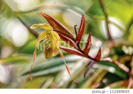 Phragmipedium longifolium, flower species of orchid. Magdalena department, Colombia 112989685