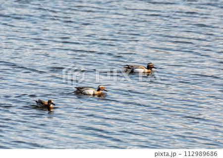 Garganey (Spatula querquedula), small dabbling duck. European bird wildlife, Czech republic Garganey (Spatula querquedula), small dabbling duck. European bird wildlife, Czech republic 112989686