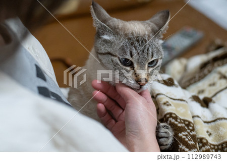 ネコを撫でる ネコを撫でる 112989743