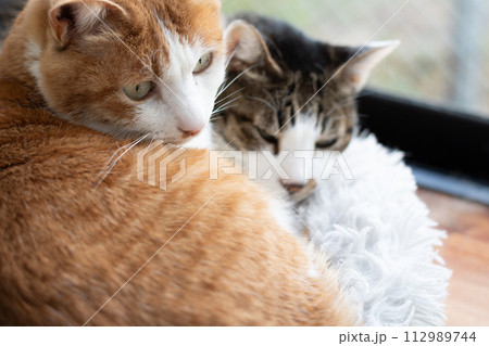 窓辺でくつろぐ二匹の猫 窓辺でくつろぐ二匹の猫 112989744