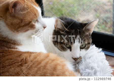 窓辺でくつろぐ二匹の猫 窓辺でくつろぐ二匹の猫 112989746
