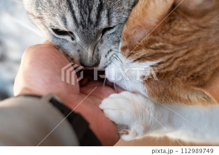 手から餌を食べる二匹の猫 手から餌を食べる二匹の猫 112989749