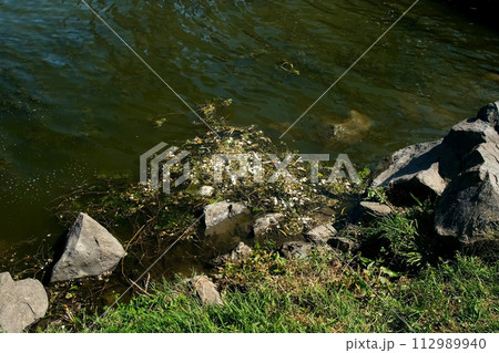 Shore of pond overgrown with green grass with huge stones and algae in water. 112989940