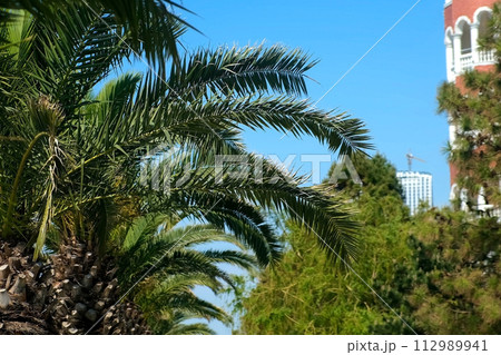 Palm trees in city with green leaves swaying in wind on street, bottom view. Palm trees in city with green leaves swaying in wind on street, bottom view. 112989941