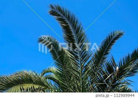 Nature background with palm tree leaves swaying in wind on clear blue sky. Nature background with palm tree leaves swaying in wind on clear blue sky. 112989944