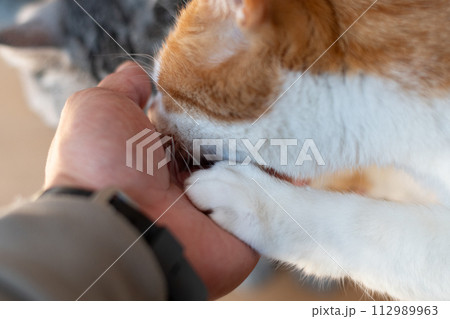 手から餌を食べる二匹の猫 112989963