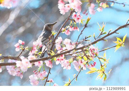 桜とヒヨドリ 野鳥 桜とヒヨドリ 野鳥 112989991