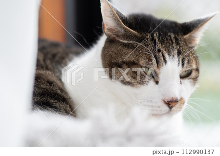 窓辺でくつろぐ猫　キジトラ白 112990137