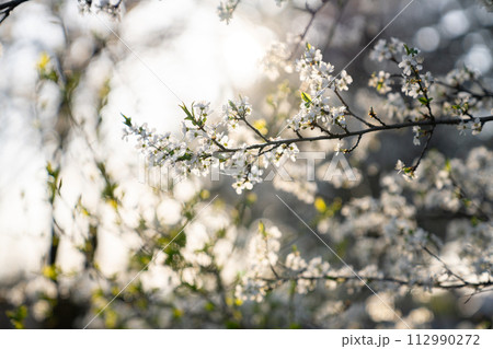 Background of blooming cherry branches in the sunlight 112990272