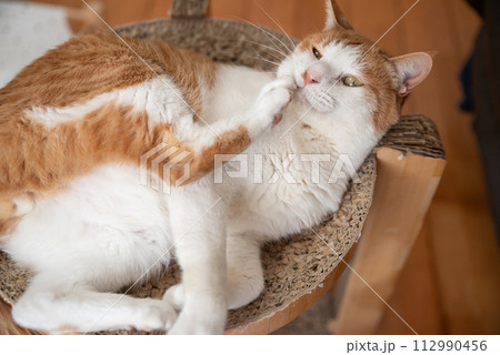 毛繕いをする猫　茶トラ白 112990456