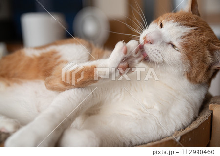 毛繕いをする猫　茶トラ白 112990460