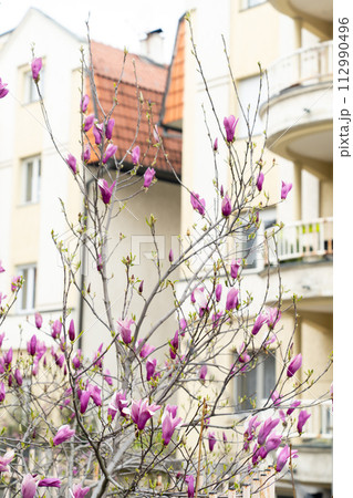 Blooming magnolia on a city street 112990496