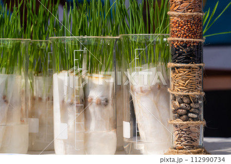 A tube with grain samples on the background of plant sprouts. Agricultural laboratory for the development of new crops.. A tube with grain samples on the background of plant sprouts. Agricultural laboratory for the development of new crops.. 112990734