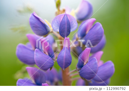 5月の彩り~ルピナス~ 5月の彩り~ルピナス~ 112990792