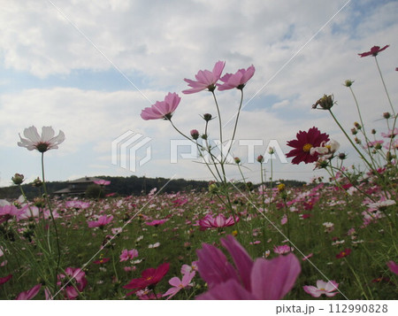 秋の草原に美しく咲く、色鮮やかな鮮やかなコスモスの花 112990828