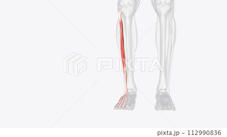 The extensor digitorum longus (EDL) is 1 of 4 muscles in the anterior compartment of the lower leg 112990836