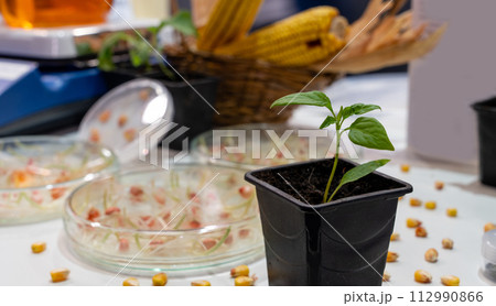 Growing wheat and beans in the laboratory. Smart technologies in agriculture 112990866