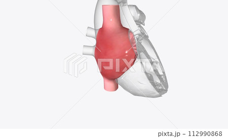 Right atrium: one of the four chambers of the heart Right atrium: one of the four chambers of the heart 112990868