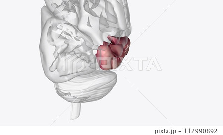 The middle temporal gyrus is located on the lateral surface of the temporal lobe ventral to the superior temporal gyrus The middle temporal gyrus is located on the lateral surface of the temporal lobe ventral to the superior temporal gyrus 112990892