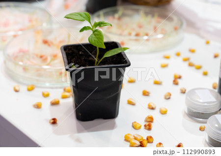 Growing wheat and beans in the laboratory. Smart technologies in agriculture Growing wheat and beans in the laboratory. Smart technologies in agriculture 112990893