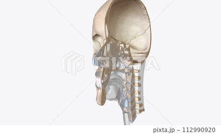 Cartilage is an important structural component of the body. It is a firm tissue but is softer and much more flexible than bone 112990920
