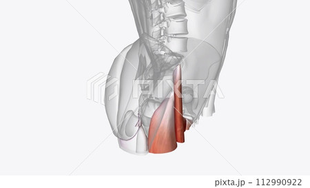 The thighs contain many muscles that control movement of the hips and legs 112990922