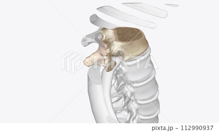 Twelfth thoracic vertebra Twelfth thoracic vertebra 112990937