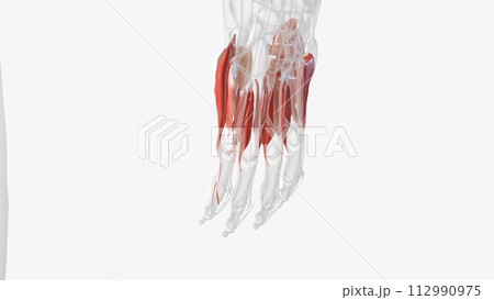 The muscles that act on the hand can be divided into two groups: Extrinsic muscles 112990975