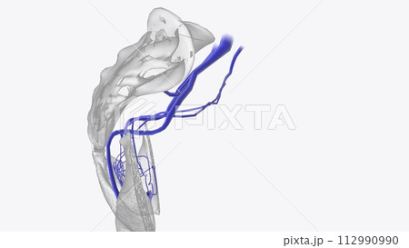 Veins of Anal Canal Anatomy 112990990