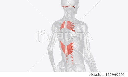 The extrinsic muscles include the trapezius, latissimus dorsi, rhomboid major and minor, levator scapulae, 112990991