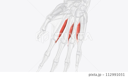 Palmar interosseous muscles of right hand Palmar interosseous muscles of right hand 112991031
