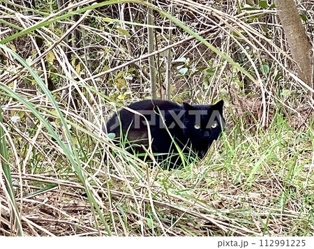 野良猫　黒 112991225