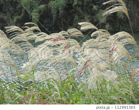 11月、秋の川岸にススキが揺れる風景 112991365