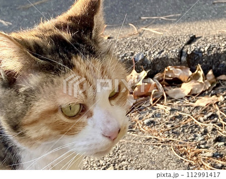野良猫 険しい顔 野良猫 険しい顔 112991417