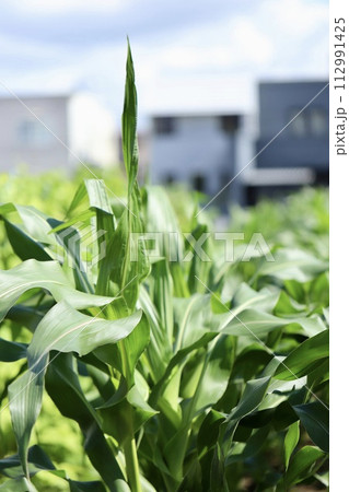 住宅街にある夏のトウモロコシ畑　とうもろこしの葉 112991425